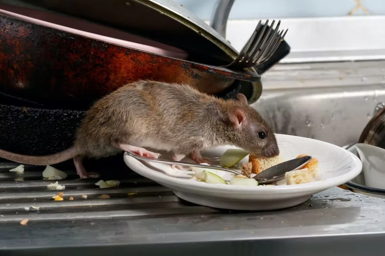 Mouse Control Sydney: Signs of an Infestation and What to Do