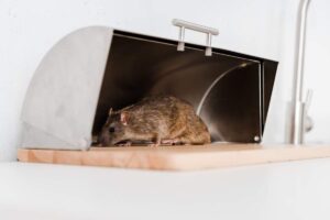 Mice Control Sydney: Tips for Keeping Rodents Out for Good