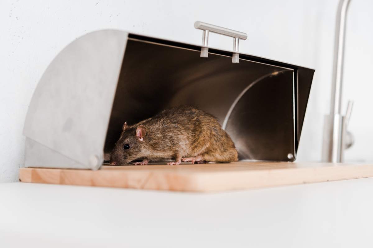 Mice Control Sydney: Tips for Keeping Rodents Out for Good