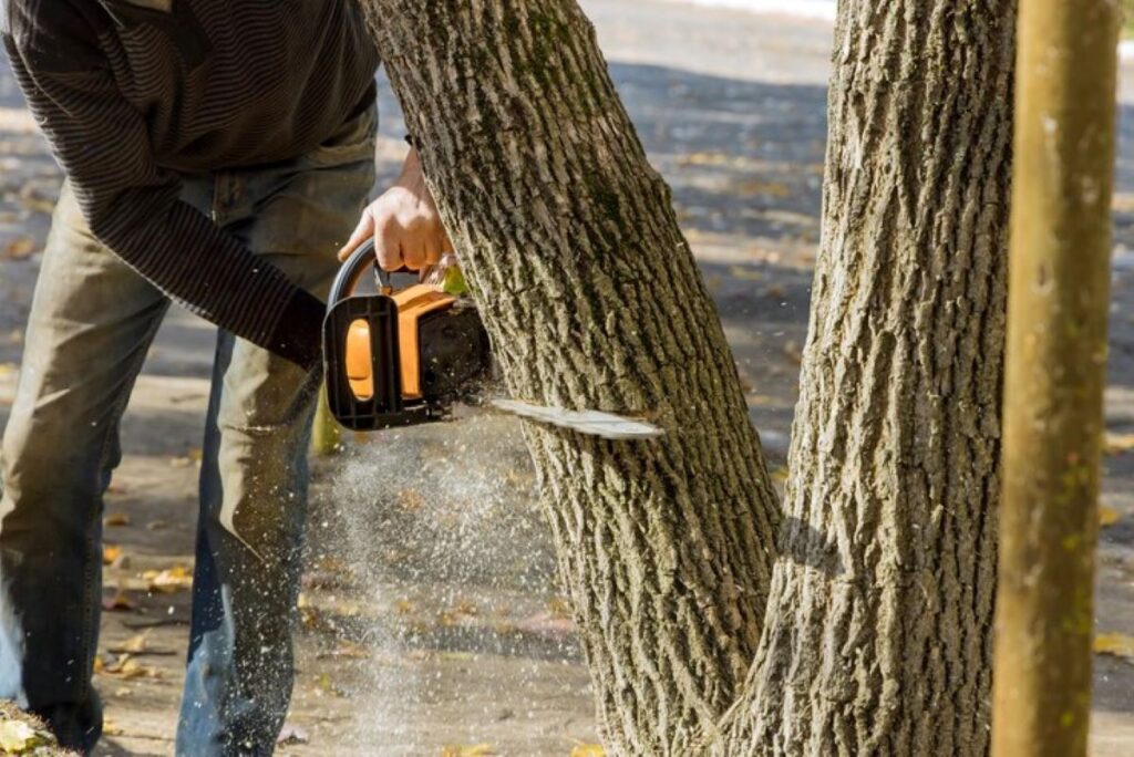 Tree Removal Near Me