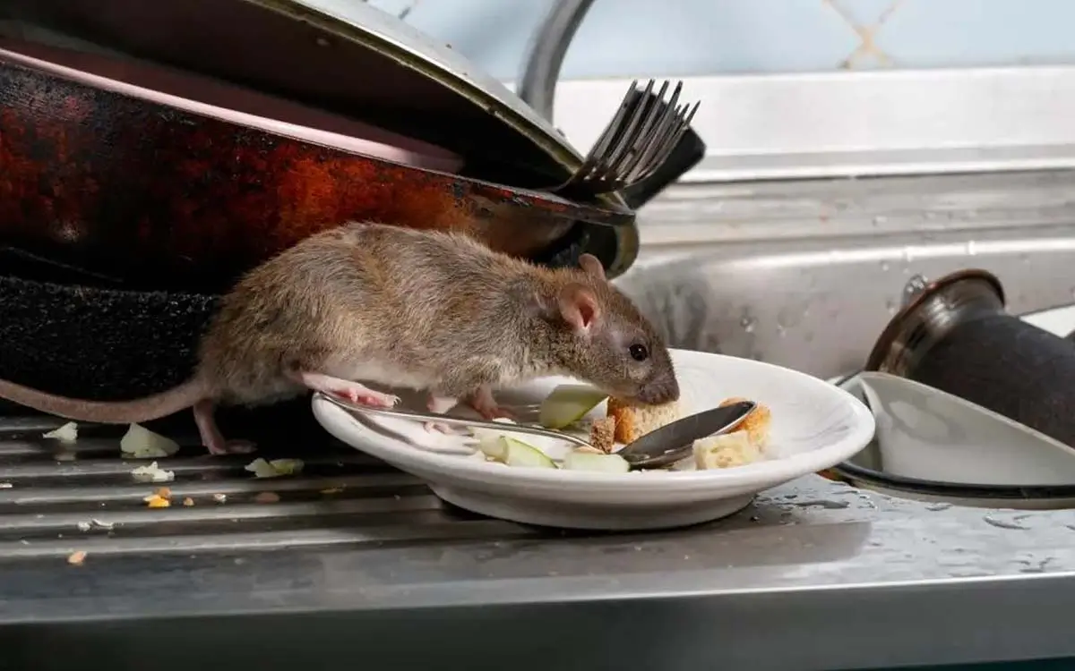 rodent control Sydney