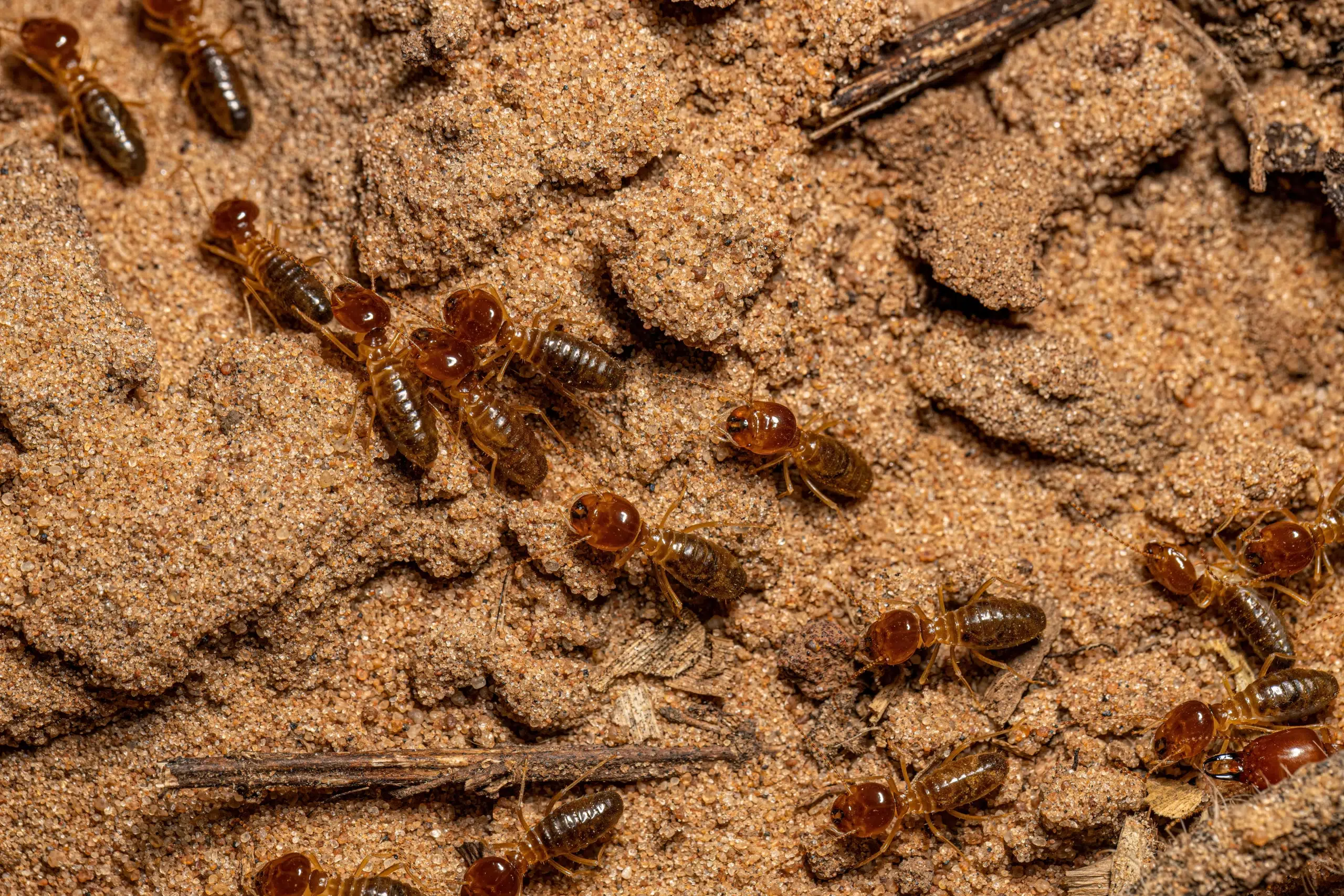 pest control Blue Mountains