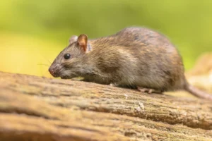 Rat Pest Control Sydney: Affordable Services That Work