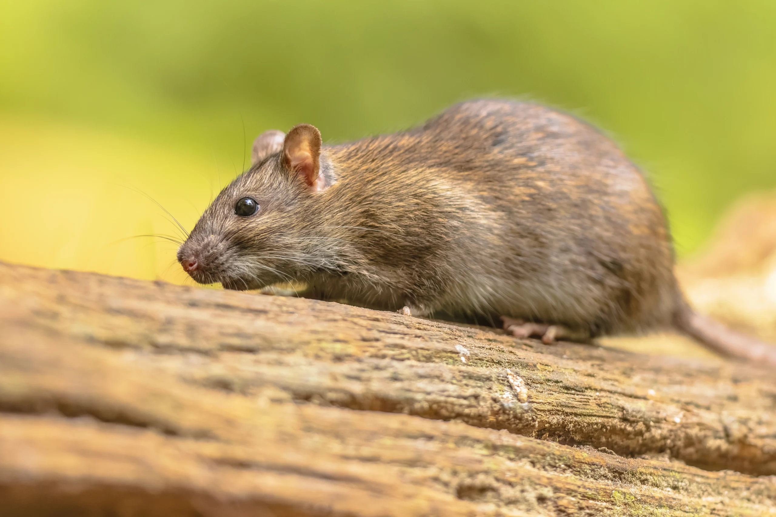 Rat Pest Control Sydney: Affordable Services That Work