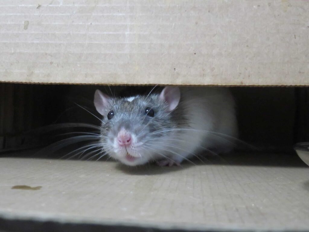 Rat Pest Control Sydney: Affordable Services That Work

