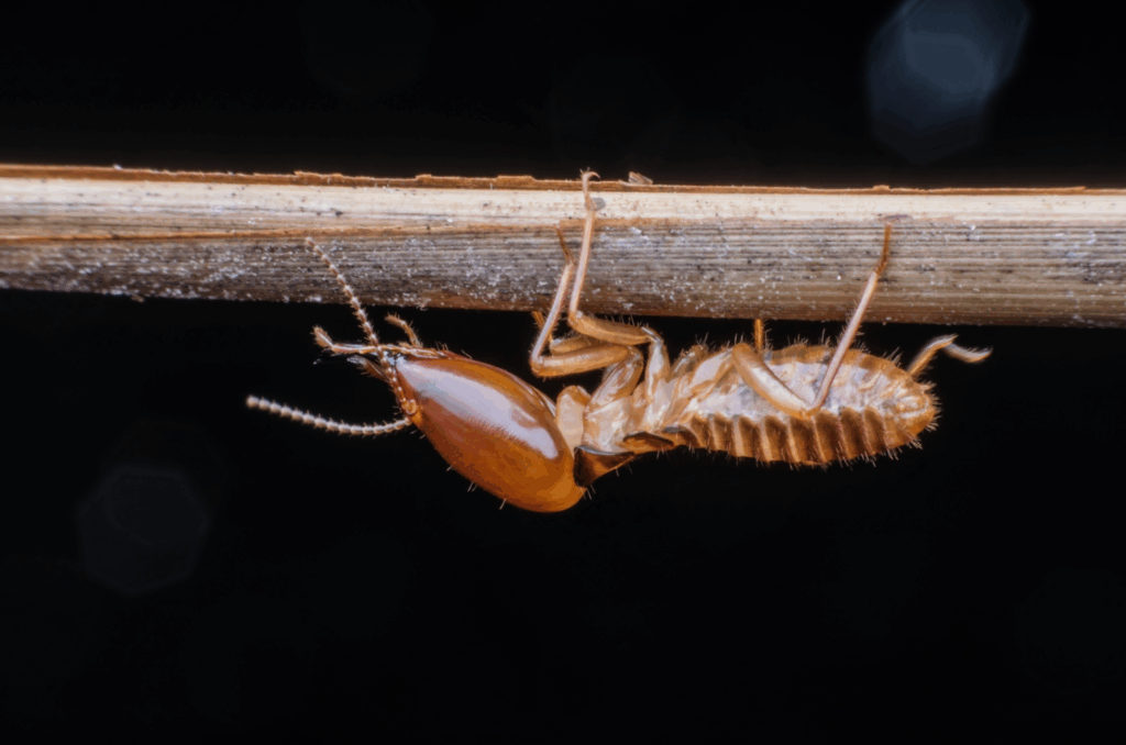 pest control Blue Mountains