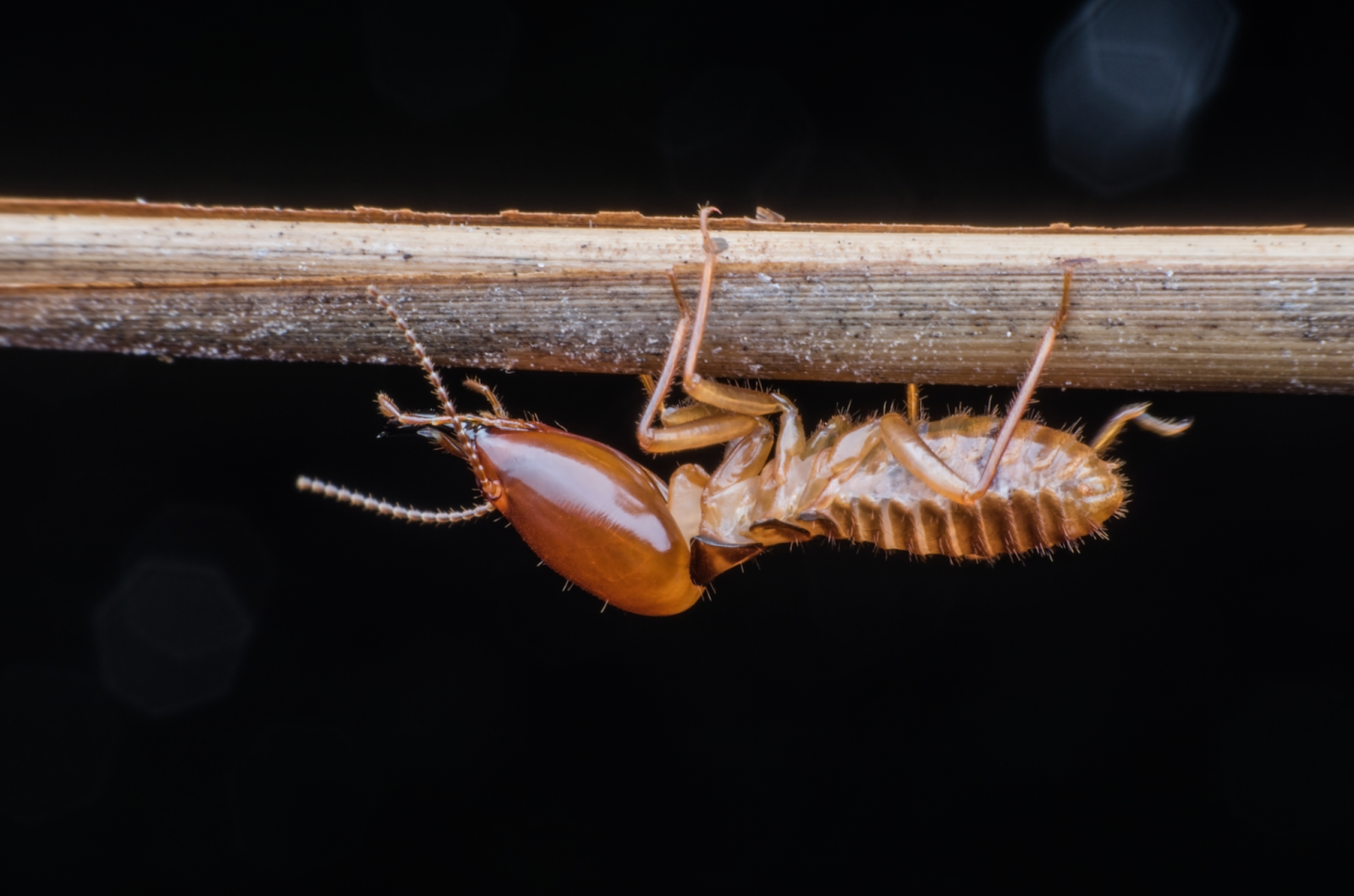 Pest and Termite Treatment: Integrated Solutions That Work

